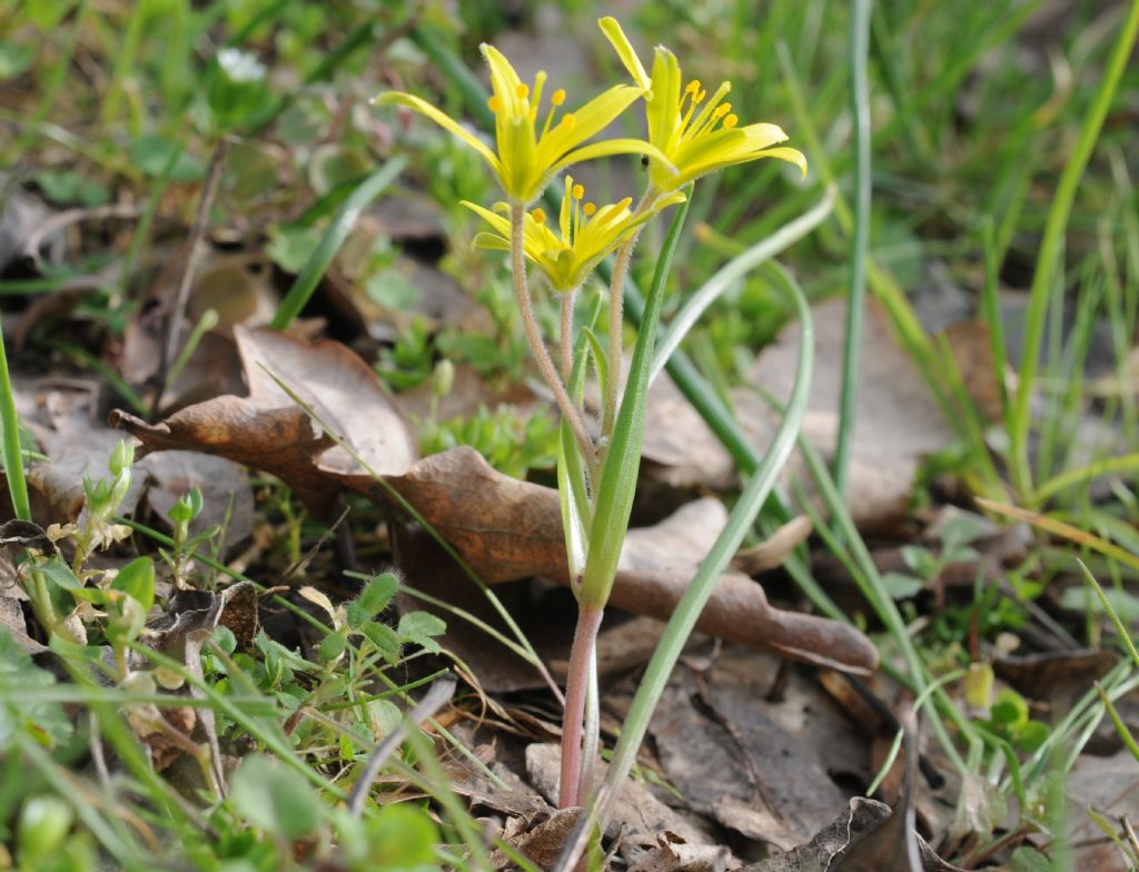 Gagea villosa / Cipollaccio dei campi